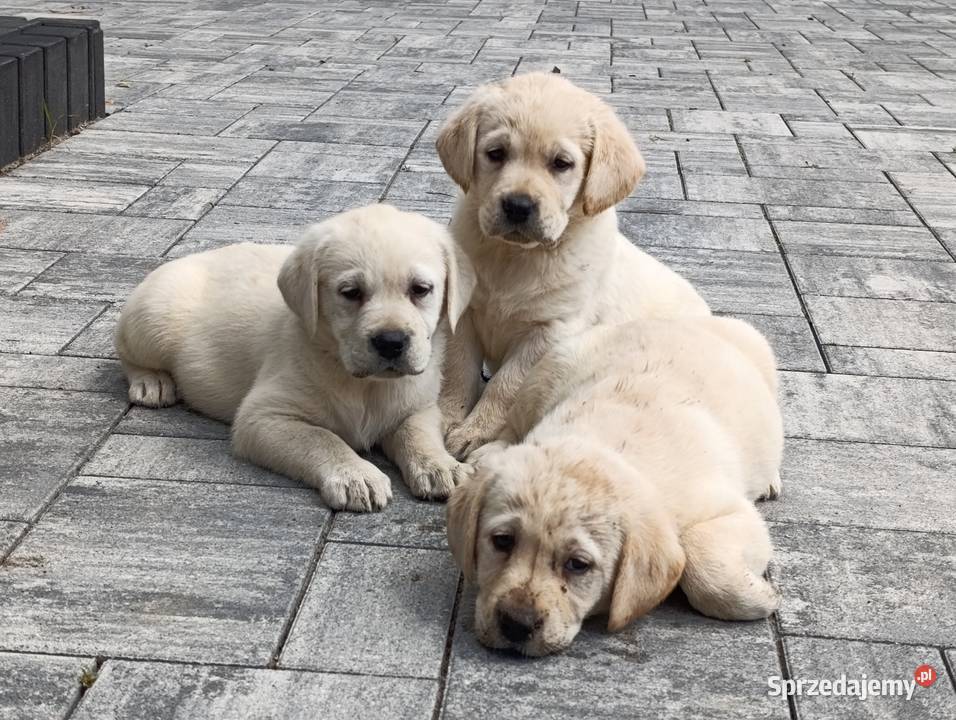 Labrador Milejowice sprzedam