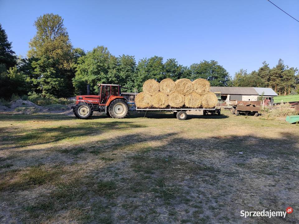 Słoma Pszenna 120x120