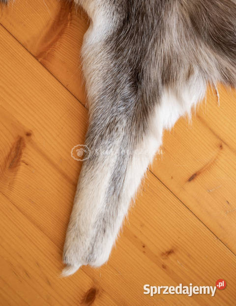 Dekoracyjna skóra z renifera renifer małopolskie Szaflary