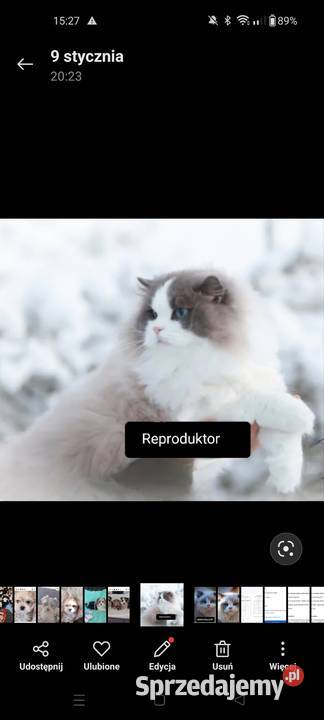 Ragdoll reproduktor podkarpackie Boguchwała