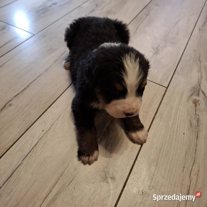Szczeniaki berneński pies pasterski łódzkie sprzedam