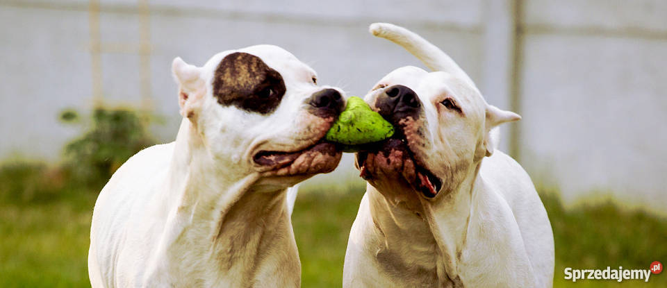 Dog argentyński szczenięta z rodowodem Jaworzno