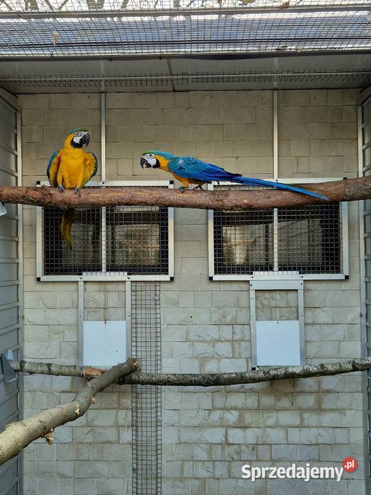 Ara Ararauna dorosłe ptaki wielkopolskie Rakoniewice