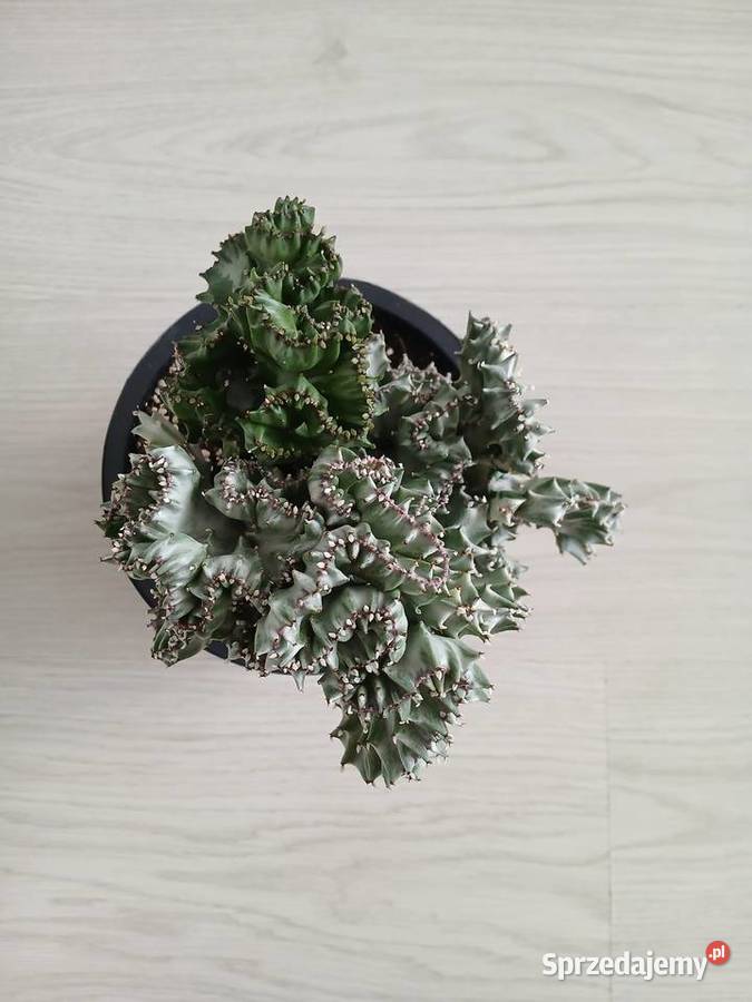 Euphorbia Lactea White Ghost Cristata