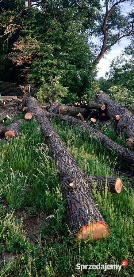 Kłody Dębowe zdrowe niesezonowane ponad 7 m3 Pozostałe Dankowice
