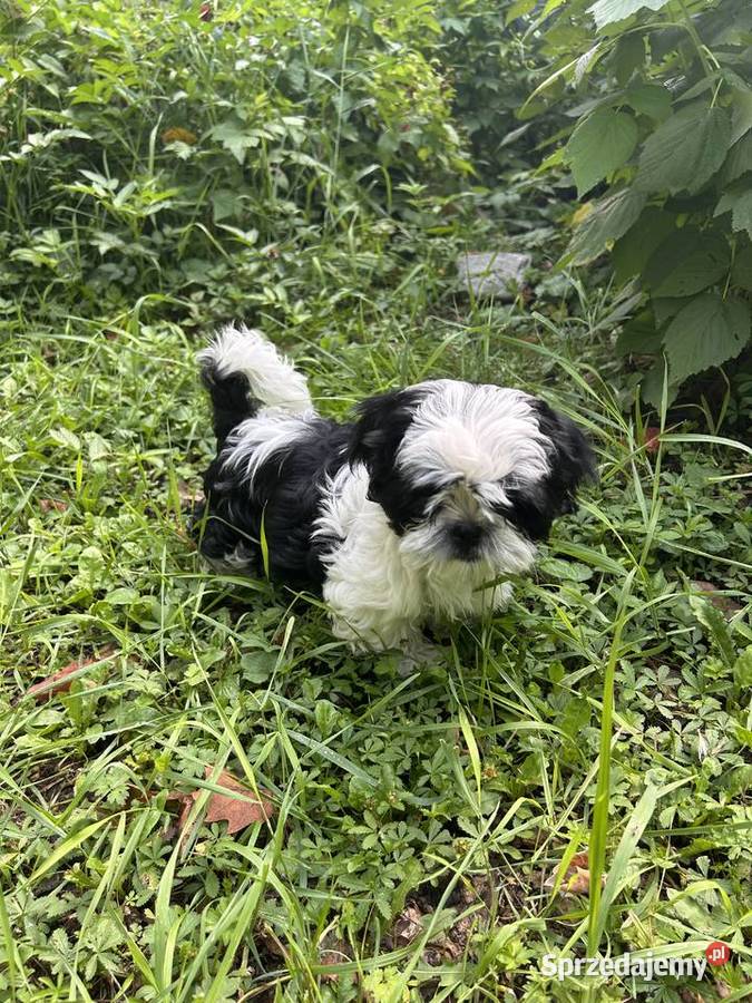 Szczeniaki Shihtzu Wrocław