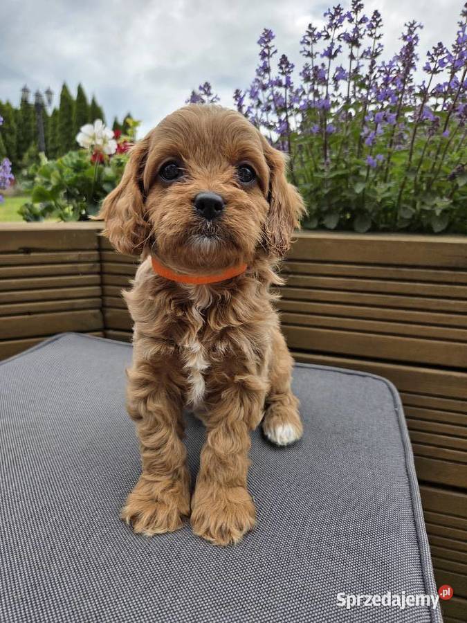 Śliczna sunia Cavapoo Skarszewy