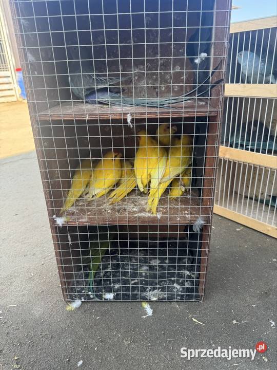 Sprzedam papugi Pawłowice