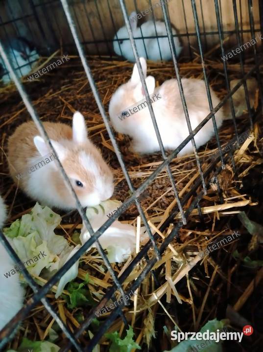 Puszyste szczęście do oddania Młode króliki Złotoryja