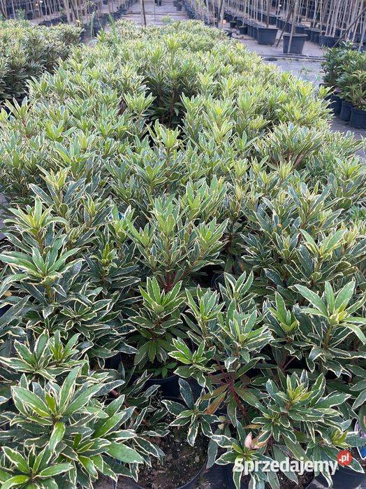 Rododendron Ponticum Variegatum 5060 35