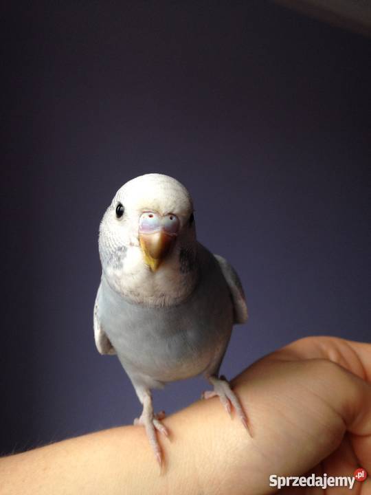 Papugi faliste ręcznie karmione Góra