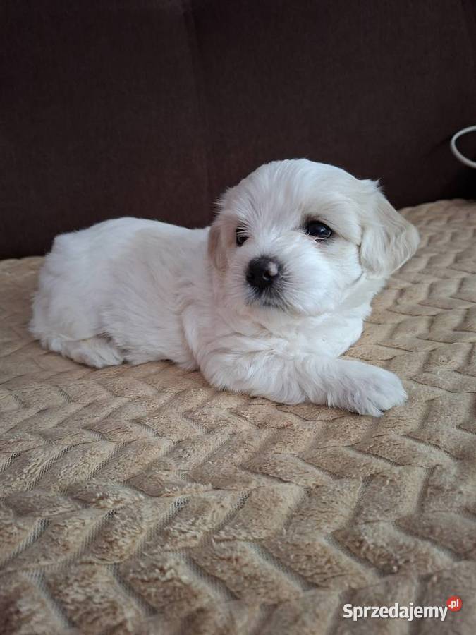 Maltańczyki chłopaki do wzięcia Gniezno sprzedam