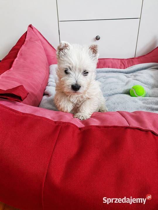 Śliczna Suczka West Highland White Terrier Z Rzeszów