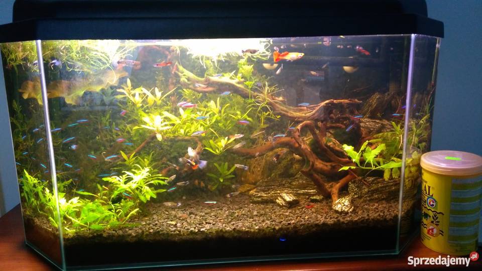 Ryby Rybki Gupiki Warszawa