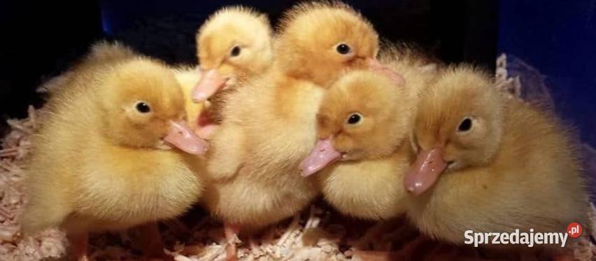 Kaczki staropolskie i Pekin