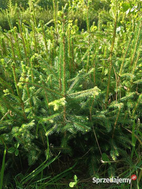 Świerk pospolity 40 35 70 sortowane zachodniopomorskie Szczecinek