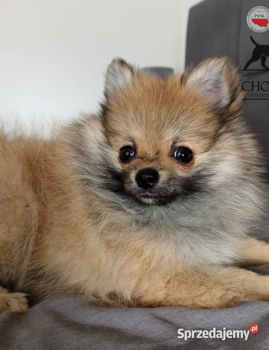 Suczka Szpic miniaturowy pomeranian Orange Sable Bełchatów