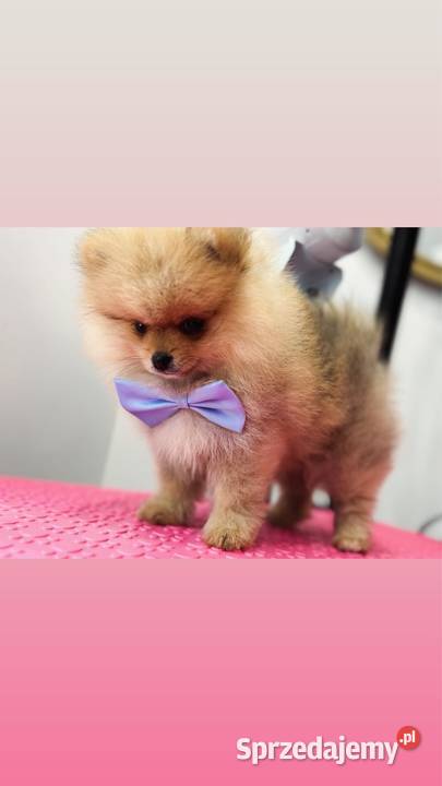 Pomeranian mini BoboTyp Misia Szpic miniaturowy sprzedam