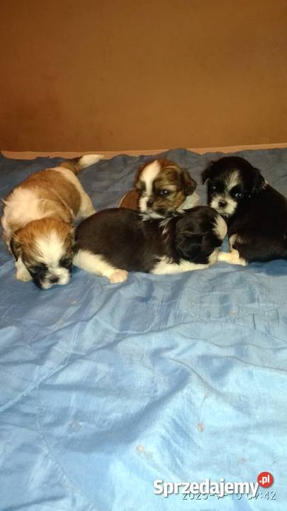 Shih tzu dwuch chłopców i dwie dzieczynki Unisław sprzedam