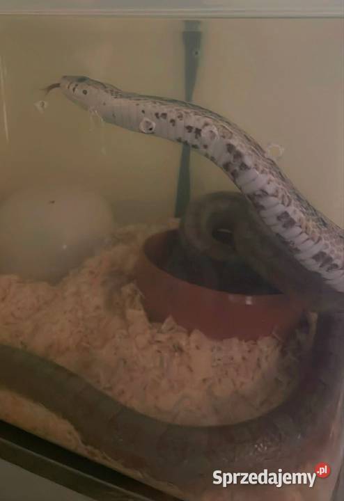 Wąż zbożowy anery Ustronie Morskie