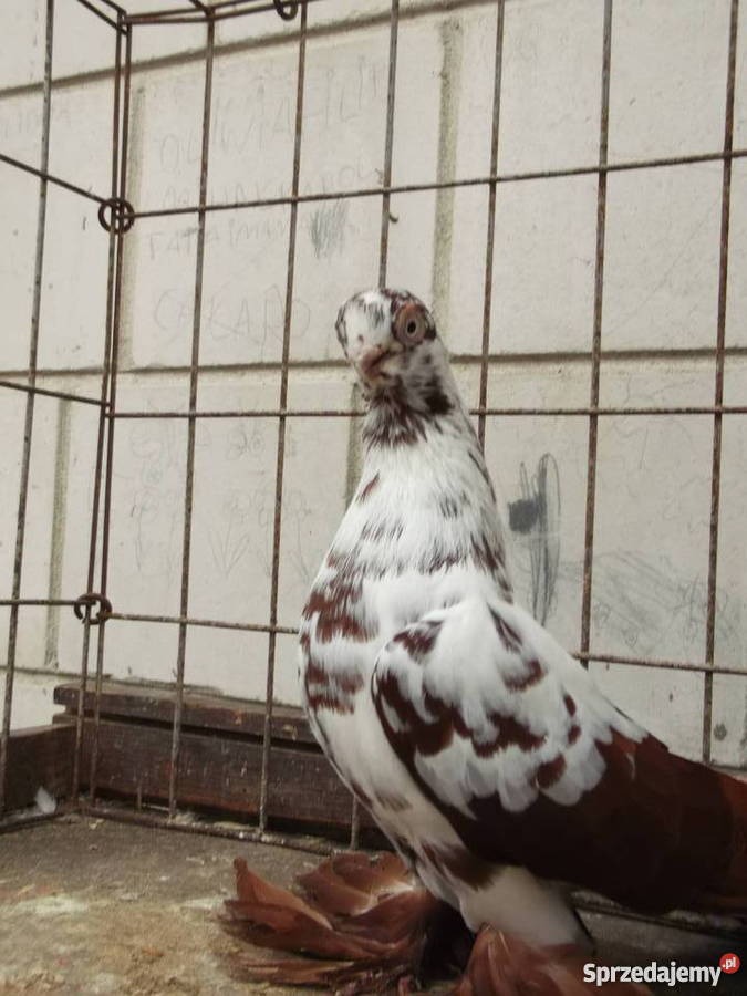 Sprzedam gołąbki ozdobne mazowieckie