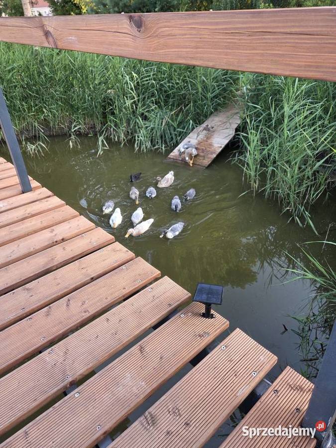 Kaczki biegusy Sulmierzyce