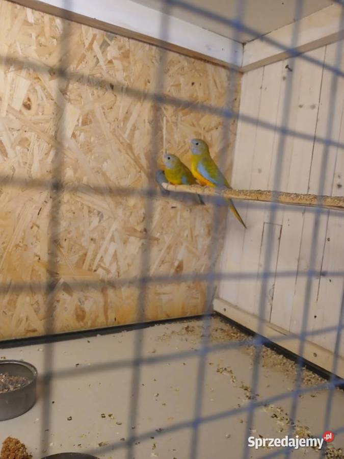 Łąkówki lilianki Bochnia