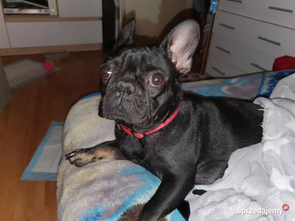 Buldog francuski szczenieta sprzedam