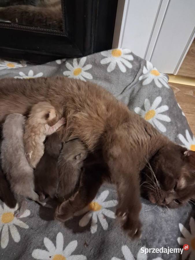 Kotki brytyjskie krótko wlose Miasteczko Śląskie