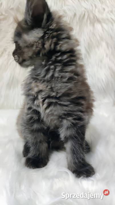 Maine Coon kotka Gliwice