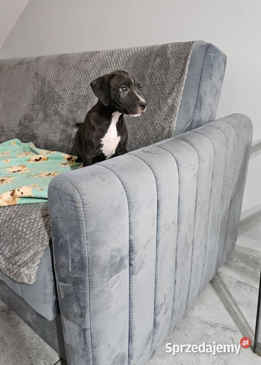Piesek Pit Bull Terrier Płońsk