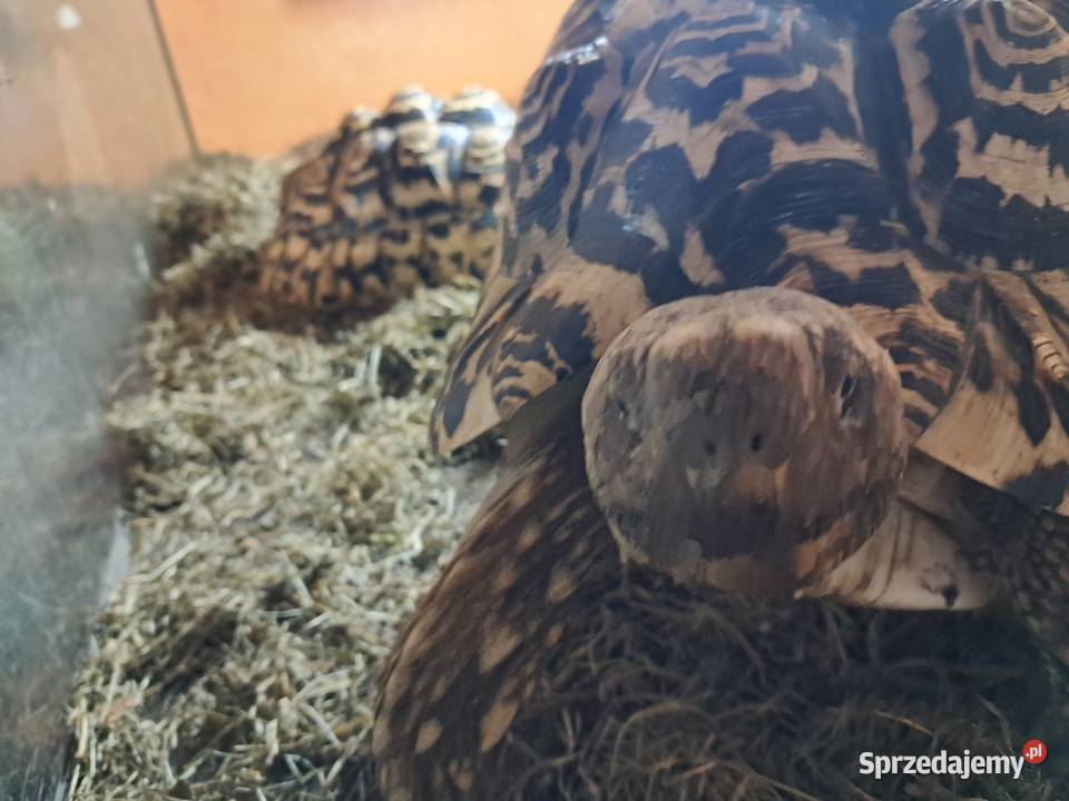 Żółwie lamparciepara małopolskie