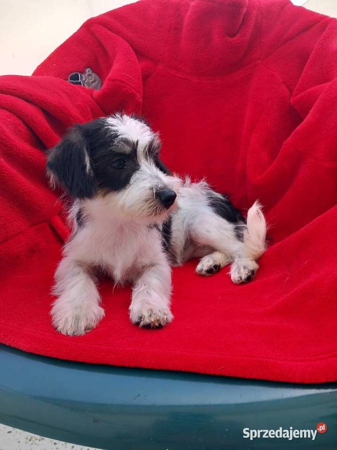 Cudowna niunia Morkie maltanczykyork biewer Warszawa