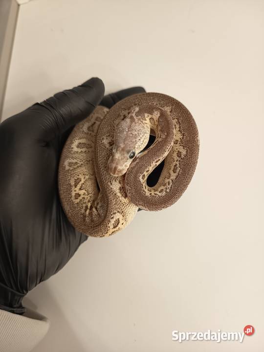 Pyton Krolewski Python Regius Black Pewter Clown Elbląg