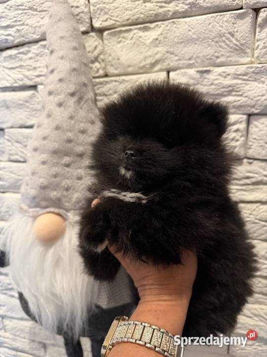 Szpic miniaturowy pomeranian boy Poniszowice