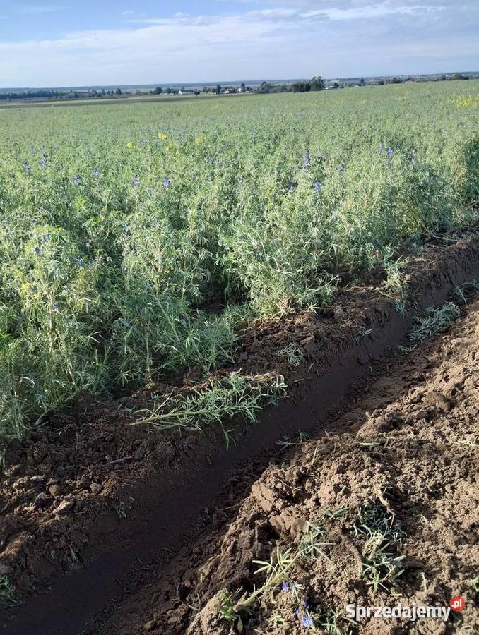 Łubin gorzki caro Bałtów