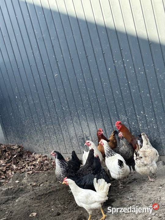 sprzedam kury lubelskie Borzechów