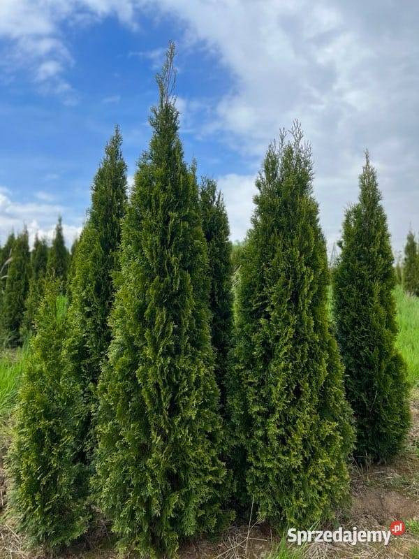 TUJA SMARAGD 250275 THUJA SZMARAGD 250275 Iglaste Skrzyszów