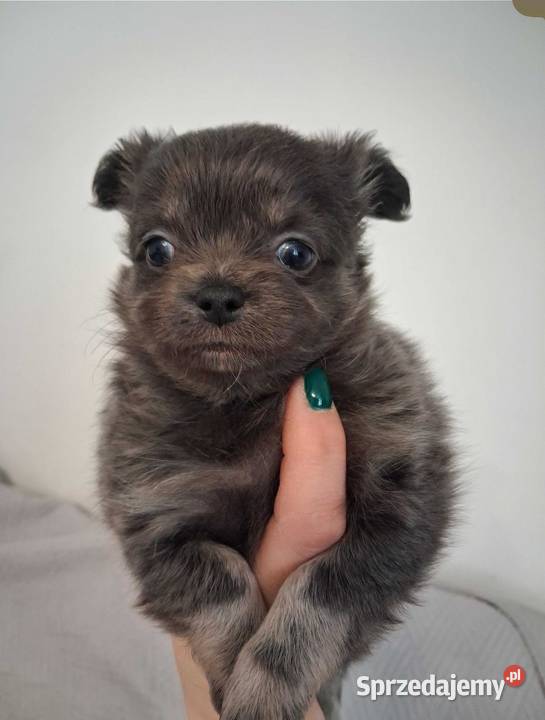Chihuahua długowłosyhodowla INŻZOOTECHNIKAodbiór Warszawa