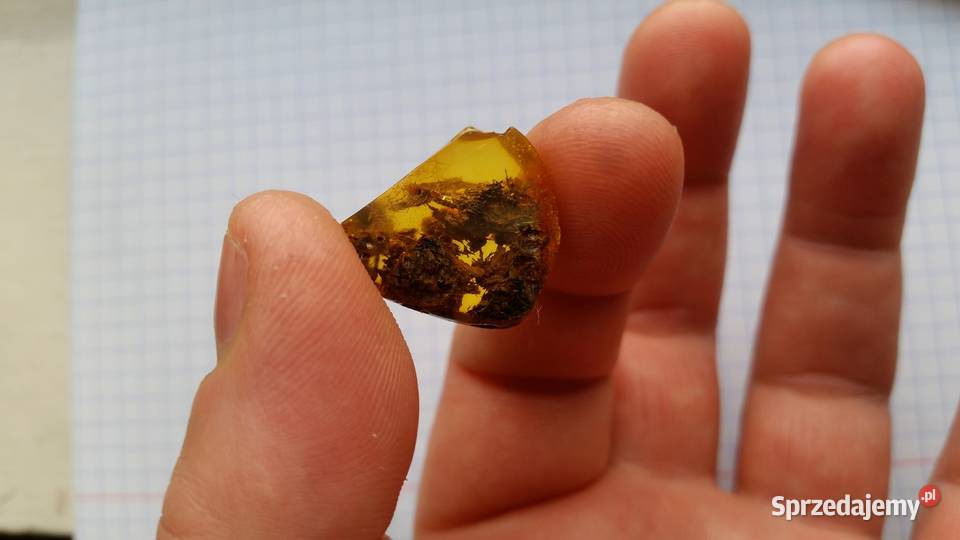 Drewno w bursztynie bałtyckim niebywały okaz śląskie Suszec