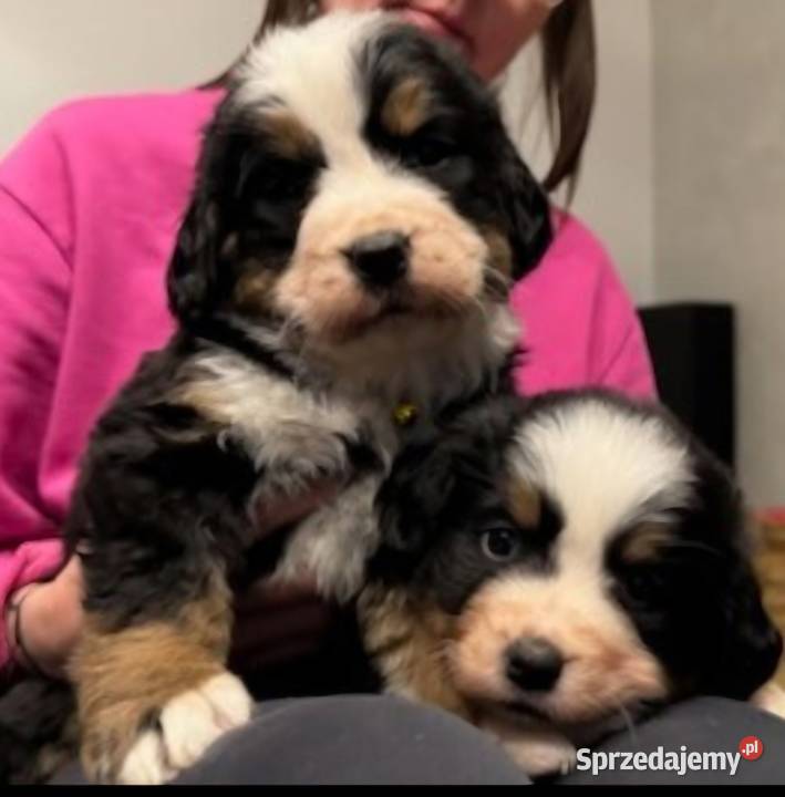 Berneński pies pasterski mazowieckie Radom