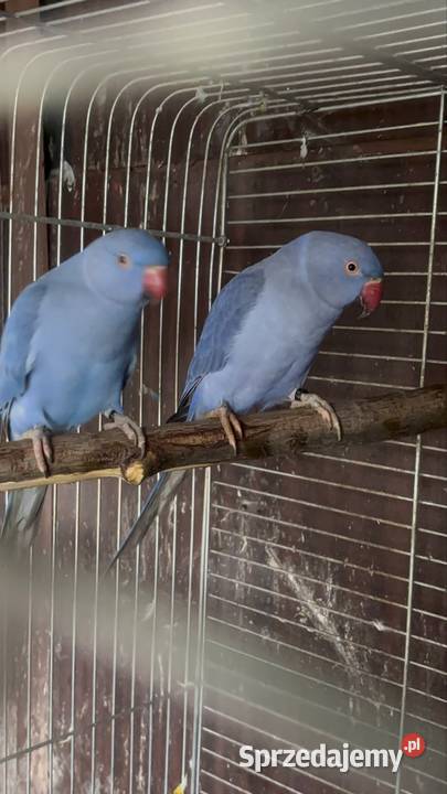 Alexandretty obrożne fiolet para Strzegom