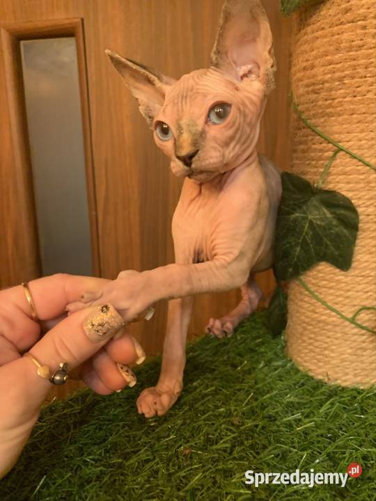 Sfinks Kanadyjski Rezerwacja kotki Leszno