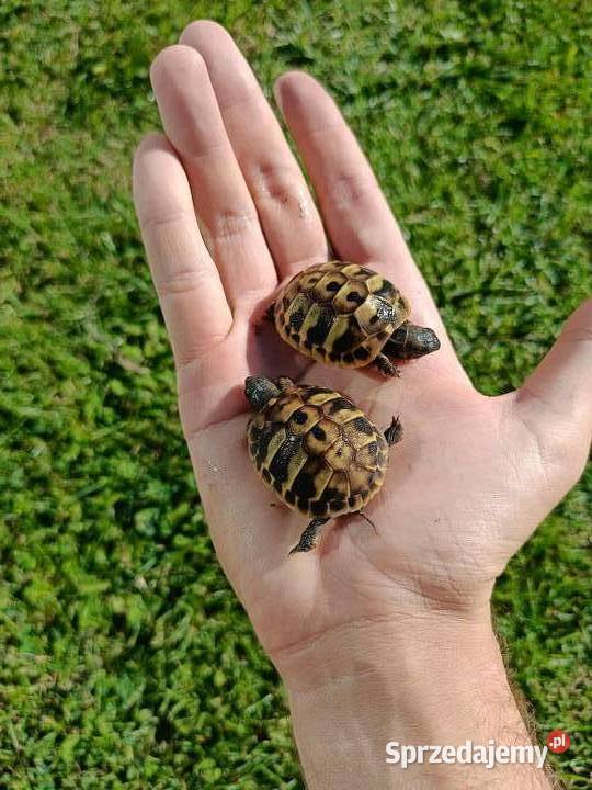 Żółw Grecki własna hodowla