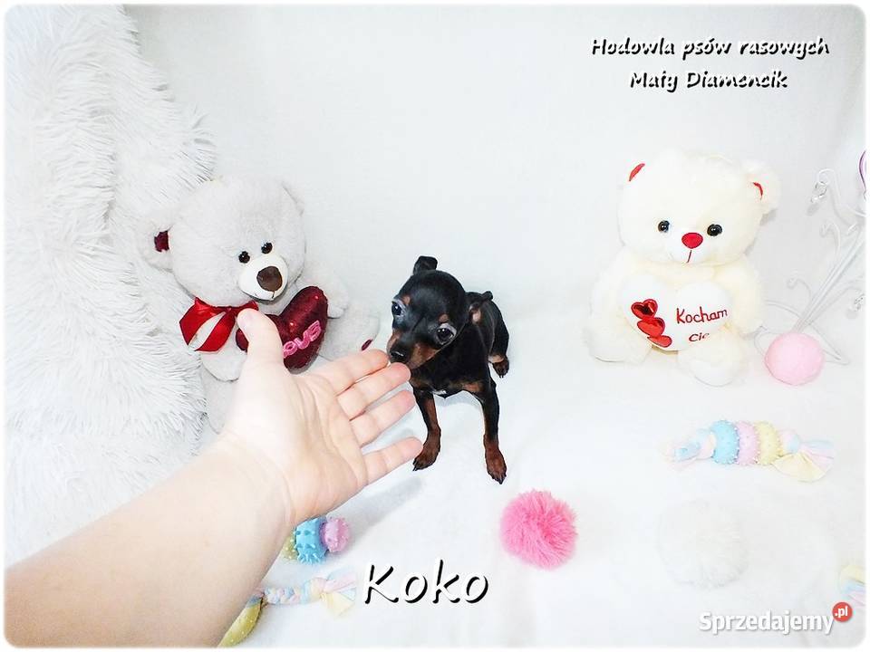 Ultra MINI Sunia KOKO Pinczer miniaturowy