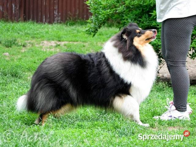 COLLIE Owczarki Szkockie szczeniaki Championach Janów