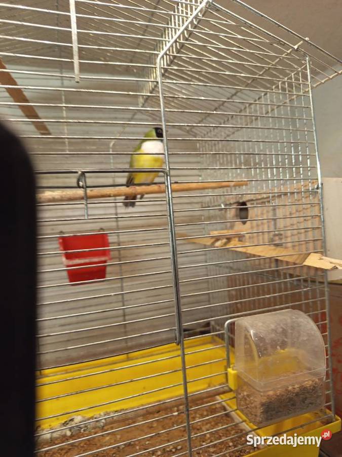 Sprzedam amadynę wspaniałą