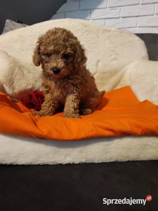 Pudelki toy ostatnia suczka Bolesławiec