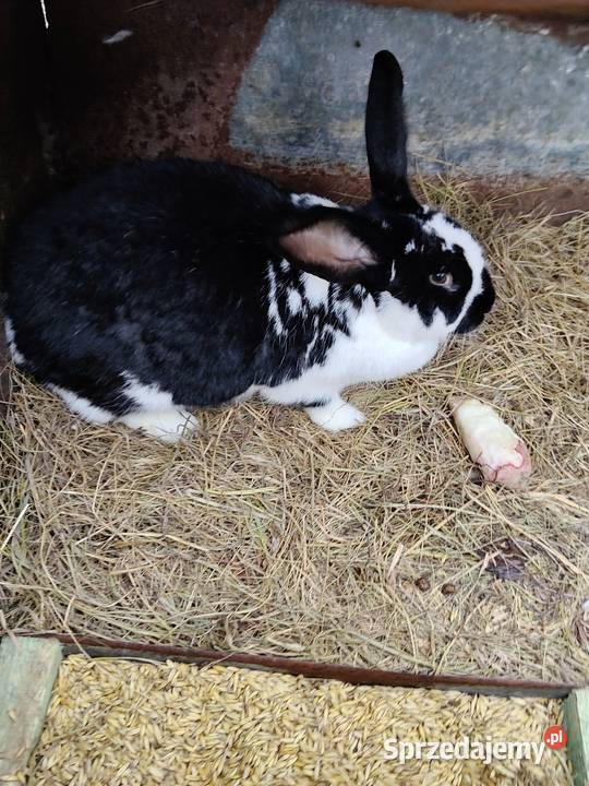 Sprzedam króliki zwykłe mięsne warmińsko-mazurskie Gołdap