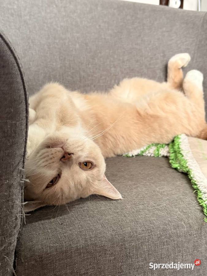 Kotka brytyjska Ostrołęka